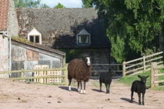 Animals at Trealy Farm