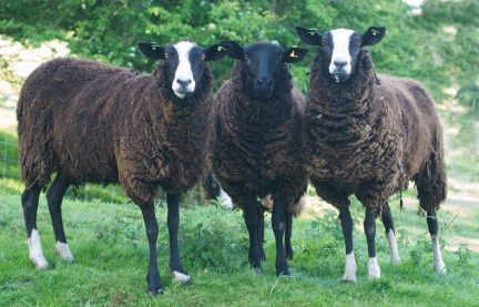 Ewes at the meat course