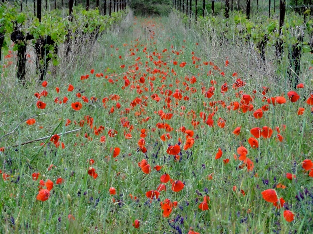 Languedoc Vines and Poppies