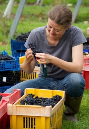 Ingrid inspecting Pinot Noir grapes